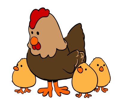 chickens